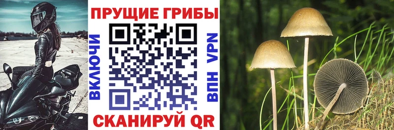наркотики  Нальчик  Псилоцибиновые грибы мухоморы 
