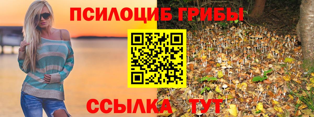 Галлюциногенные грибы Psilocybe Нальчик